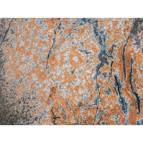 Maine Patterns on rock on the beach near Thunder Hole in Acadia National Park Black Modern Wood Framed Art Print by Eggers, Julie
