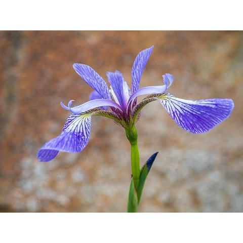 Maine Wild Iris-Schoodic Point-Schoodic Peninsula-Acadia National Park Black Modern Wood Framed Art Print with Double Matting by Eggers, Julie