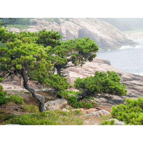 Maine Otter Cliffs and the Atlantic Ocean in Acadia National Park Black Modern Wood Framed Art Print by Eggers, Julie