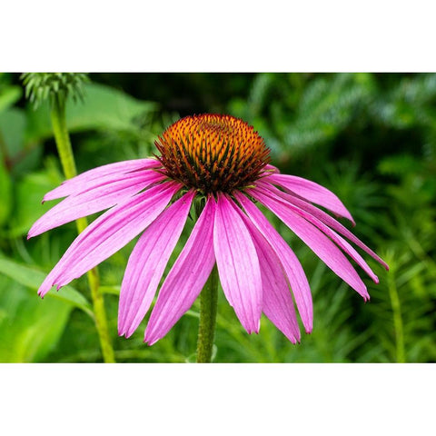 Boothbay Harbor-Maine-USA Coastal Maine Botanical Garden Black Modern Wood Framed Art Print by Horton, Janet