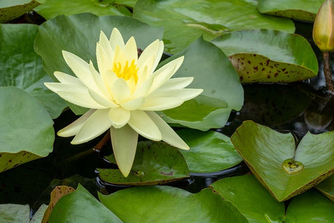 Boothbay Harbor-Maine-USA Coastal Maine Botanical Gardens Yellow Water Lily (Nymphea Mexicana) Black Ornate Wood Framed Art Print with Double Matting by Horton, Janet
