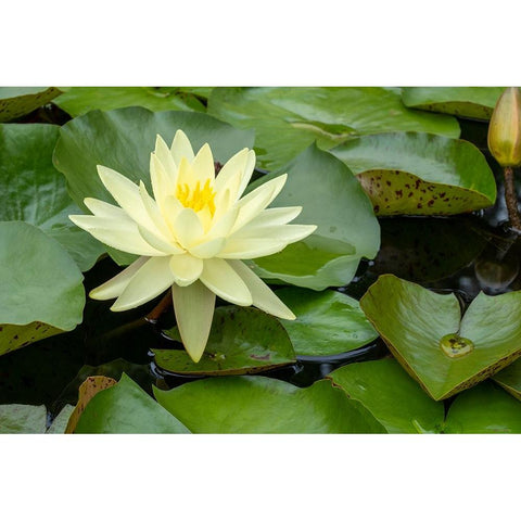 Boothbay Harbor-Maine-USA Coastal Maine Botanical Gardens Yellow Water Lily (Nymphea Mexicana) Black Modern Wood Framed Art Print by Horton, Janet