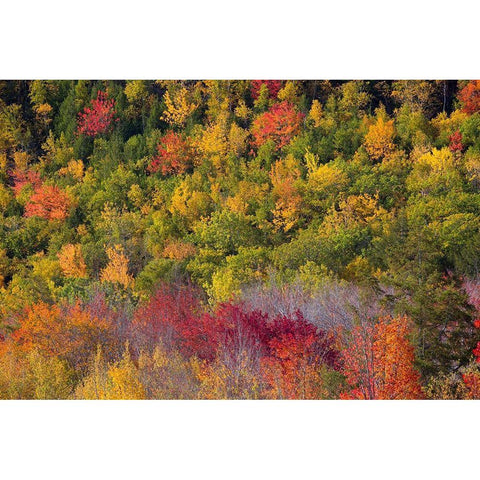 Maine Fall foliage in Acadia National Park White Modern Wood Framed Art Print by Wells, Joanne