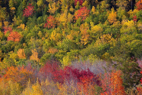 Maine Fall foliage in Acadia National Park White Modern Wood Framed Art Print with Double Matting by Wells, Joanne