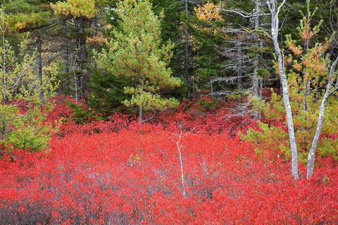 Maine Red blueberry bushes in Acadia National Park White Modern Wood Framed Art Print with Double Matting by Wells, Joanne