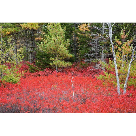 Maine Red blueberry bushes in Acadia National Park White Modern Wood Framed Art Print by Wells, Joanne