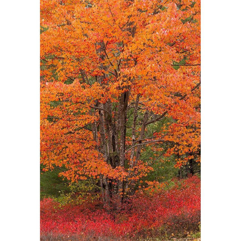 Maine Autumn tree with Red blueberry bushes in Acadia National Park Black Modern Wood Framed Art Print by Wells, Joanne
