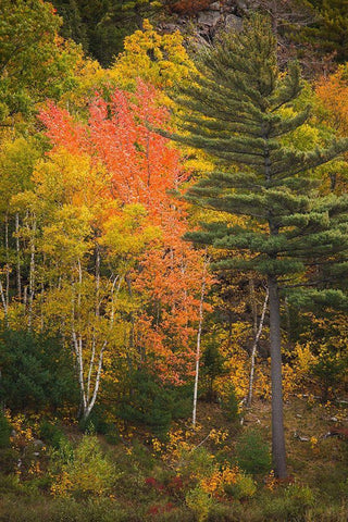 Maine Fall foliage in Acadia National Park White Modern Wood Framed Art Print with Double Matting by Wells, Joanne