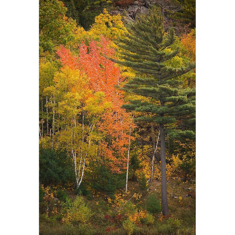 Maine Fall foliage in Acadia National Park Gold Ornate Wood Framed Art Print with Double Matting by Wells, Joanne