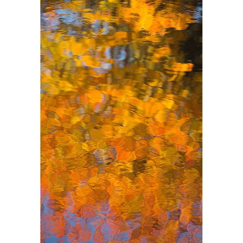 Maine Abstract reflections in a pond in Acadia National Park Black Modern Wood Framed Art Print by Wells, Joanne