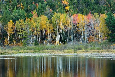 Maine Fall reflections at Beaver Dam Pond in Acadia National Park White Modern Wood Framed Art Print with Double Matting by Wells, Joanne