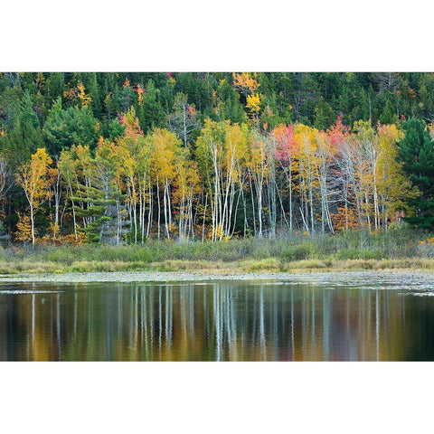 Maine Fall reflections at Beaver Dam Pond in Acadia National Park Black Modern Wood Framed Art Print with Double Matting by Wells, Joanne