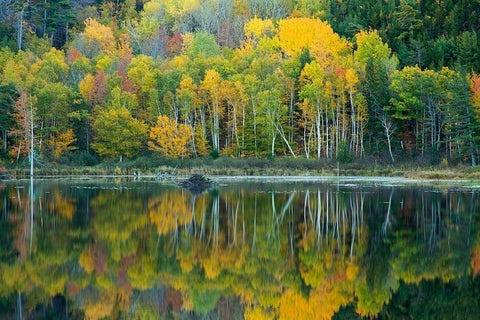 Maine Reflections at Beaver Dam Pond in Acadia National Park Black Ornate Wood Framed Art Print with Double Matting by Wells, Joanne