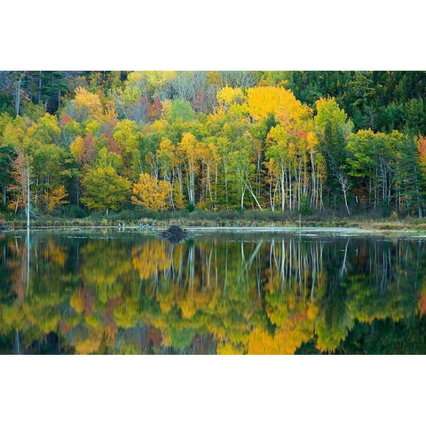 Maine Reflections at Beaver Dam Pond in Acadia National Park Black Modern Wood Framed Art Print by Wells, Joanne