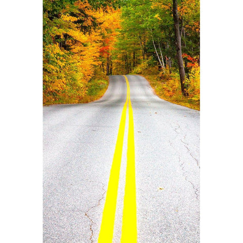 USA-Maine-Highway 113 lined by Maple and Birch trees in full Autumn color Gold Ornate Wood Framed Art Print with Double Matting by Gulin, Sylvia