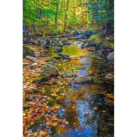 USA-New England-Maine Autumn and stream just off of Wild River Road Black Modern Wood Framed Art Print by Gulin, Sylvia