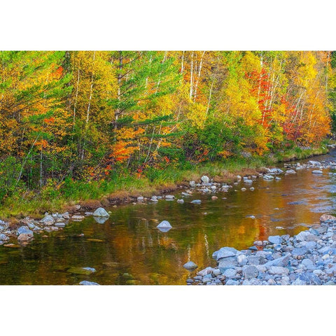 USA-New England-Maine-Wild River-reflections of Autumn colors in small river Gold Ornate Wood Framed Art Print with Double Matting by Gulin, Sylvia