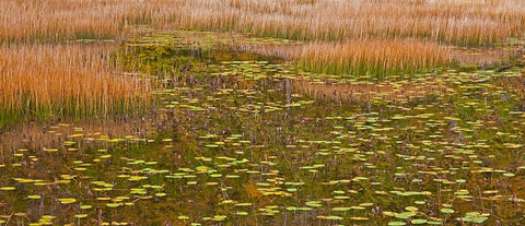 USA-New England-Maine-Mt-Desert Island-Acadia National park with lily pads in small pond with golde Black Ornate Wood Framed Art Print with Double Matting by Gulin, Sylvia