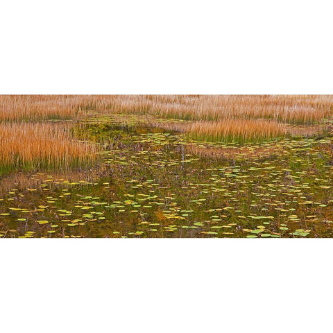 USA-New England-Maine-Mt-Desert Island-Acadia National park with lily pads in small pond with golde Black Modern Wood Framed Art Print by Gulin, Sylvia