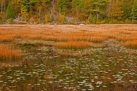 USA-New England-Maine-Mt-Desert Island-Acadia National park with lily pads in small pond with golde Black Ornate Wood Framed Art Print with Double Matting by Gulin, Sylvia