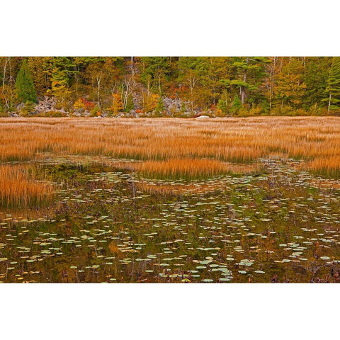 USA-New England-Maine-Mt-Desert Island-Acadia National park with lily pads in small pond with golde Black Modern Wood Framed Art Print with Double Matting by Gulin, Sylvia