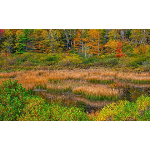 USA-New England-Maine-Mt-Desert Island-Acadia National park with lily pads in small pond with golde Black Modern Wood Framed Art Print with Double Matting by Gulin, Sylvia