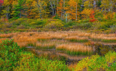 USA-New England-Maine-Mt-Desert Island-Acadia National park with lily pads in small pond with golde White Modern Wood Framed Art Print with Double Matting by Gulin, Sylvia