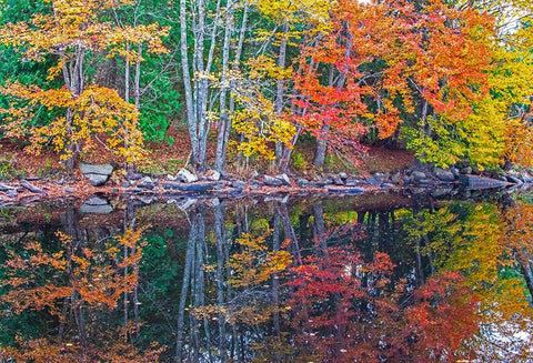USA-New England-Maine-Lake with Fall colors reflected in calm water White Modern Wood Framed Art Print with Double Matting by Gulin, Sylvia