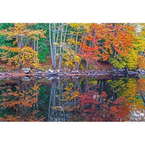 USA-New England-Maine-Lake with Fall colors reflected in calm water White Modern Wood Framed Art Print by Gulin, Sylvia