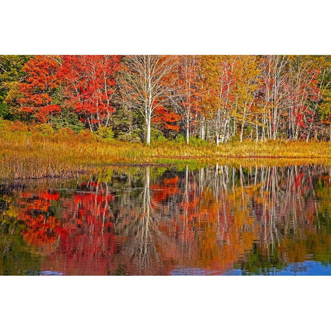 USA-New England-Maine-Lake with Fall colors reflected in calm water White Modern Wood Framed Art Print by Gulin, Sylvia