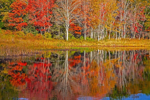 USA-New England-Maine-Lake with Fall colors reflected in calm water White Modern Wood Framed Art Print with Double Matting by Gulin, Sylvia
