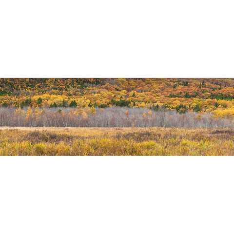 Maine-Mt Desert Island-Acadia National Park-autumn foliage Gold Ornate Wood Framed Art Print with Double Matting by Bibikow, Walter