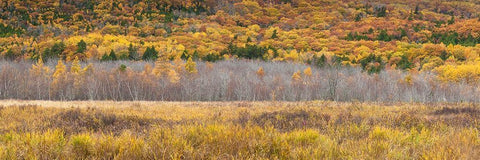 Maine-Mt Desert Island-Acadia National Park-autumn foliage White Modern Wood Framed Art Print with Double Matting by Bibikow, Walter