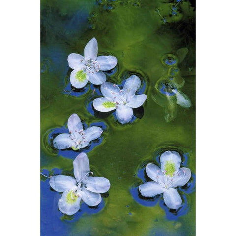 Maryland, Azalea blossoms floating in a stream Black Modern Wood Framed Art Print with Double Matting by Rotenberg, Nancy