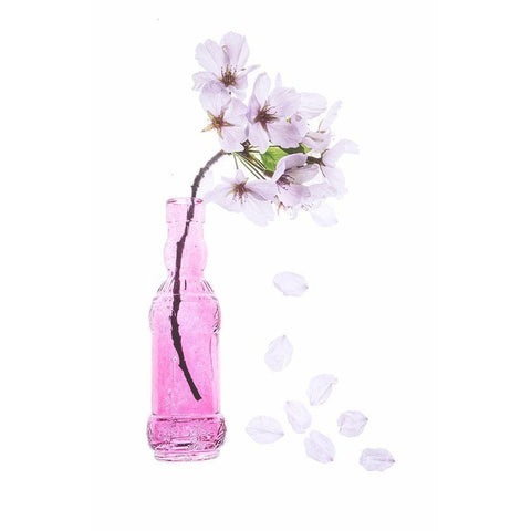 Maryland-Bethesda Pink vase with cherry blossoms Gold Ornate Wood Framed Art Print with Double Matting by Looney, Hollice