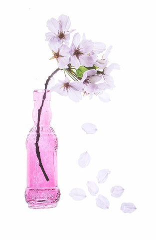 Maryland-Bethesda Pink vase with cherry blossoms White Modern Wood Framed Art Print with Double Matting by Looney, Hollice