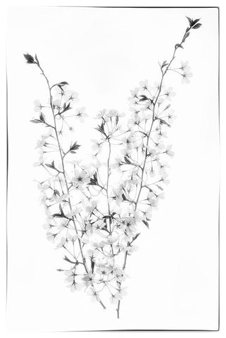 Maryland-Bethesda Cherry blossoms in black and white White Modern Wood Framed Art Print with Double Matting by Looney, Hollice