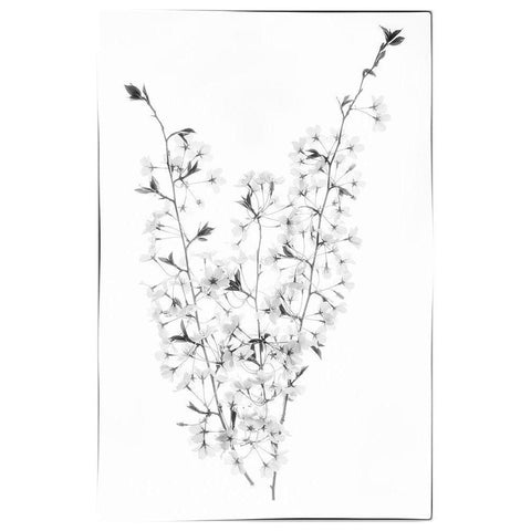 Maryland-Bethesda Cherry blossoms in black and white Black Modern Wood Framed Art Print by Looney, Hollice