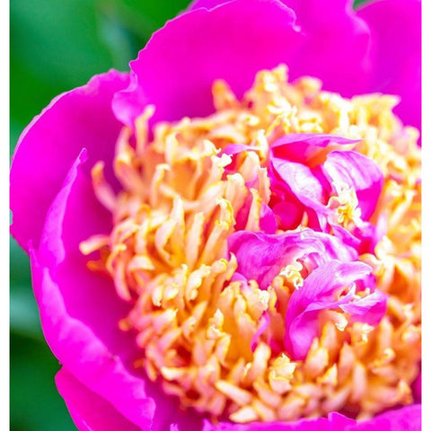 Maryland-Bethesda Springtime flower Gold Ornate Wood Framed Art Print with Double Matting by Looney, Hollice