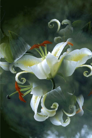 NY, Slingerlands Abstract of lily bouquet White Modern Wood Framed Art Print with Double Matting by Noble Gardner, Nancy