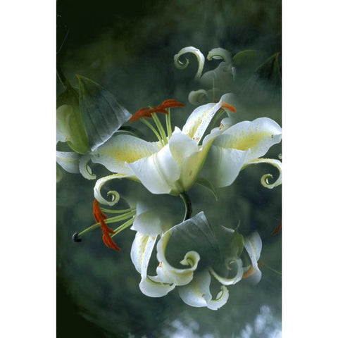 NY, Slingerlands Abstract of lily bouquet Gold Ornate Wood Framed Art Print with Double Matting by Noble Gardner, Nancy