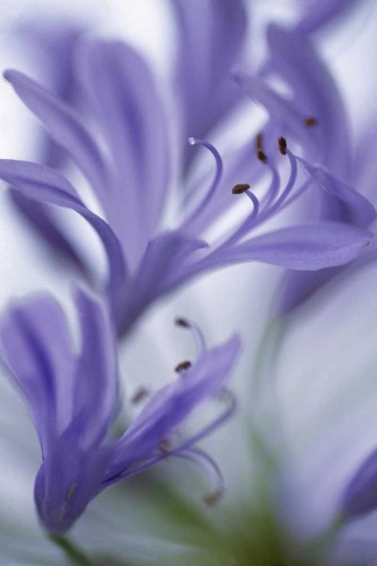 Image Only