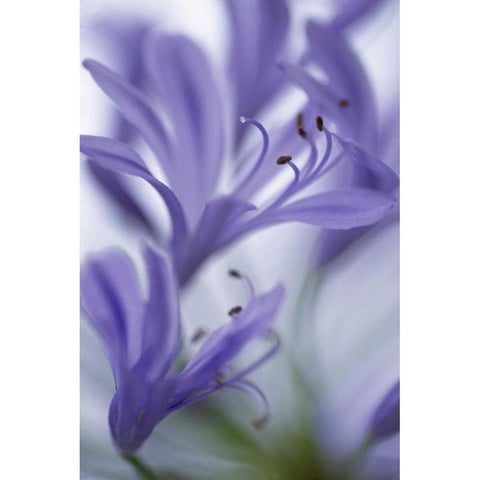 Massachusetts Detail of agapanthus flower Black Modern Wood Framed Art Print by Noble Gardner, Nancy