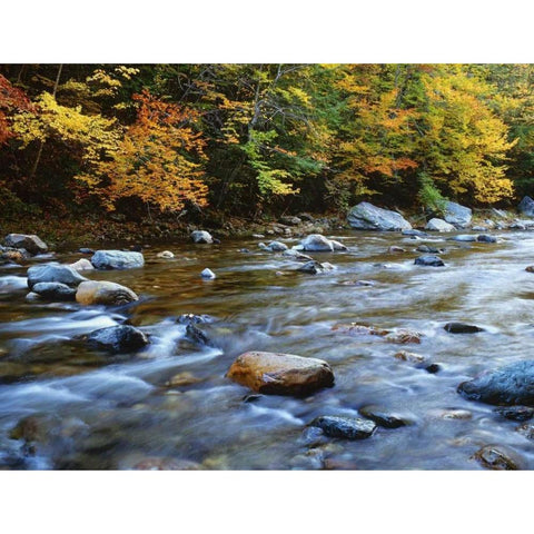 MA, Savoy Forest Autumn beside the Cold River Black Modern Wood Framed Art Print with Double Matting by Flaherty, Dennis