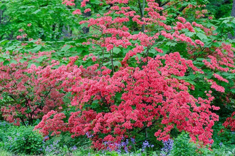 Pink Azalea Bush at Arnold Arboretum heralds springtime White Modern Wood Framed Art Print with Double Matting by Garber, Howie