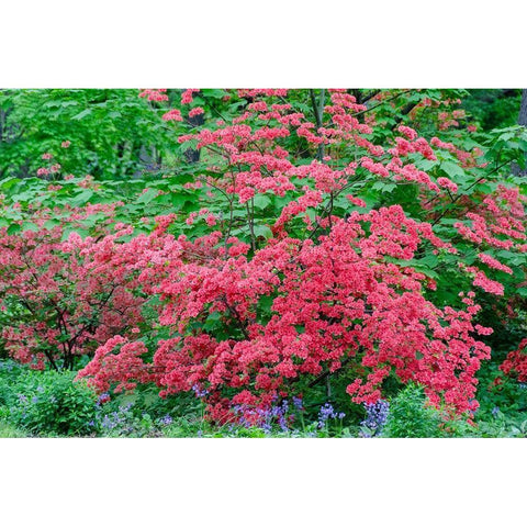 Pink Azalea Bush at Arnold Arboretum heralds springtime Gold Ornate Wood Framed Art Print with Double Matting by Garber, Howie