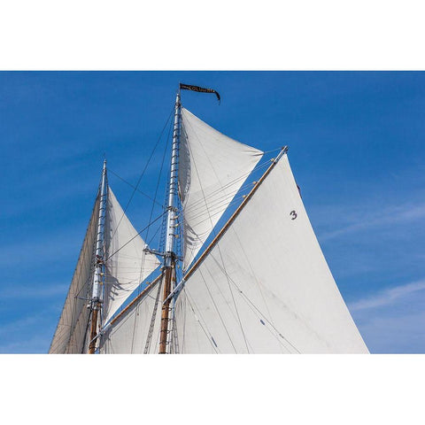 New England-Massachusetts-Cape Ann-Gloucester-Gloucester Schooner Festival-schooner sails White Modern Wood Framed Art Print by Bibikow, Walter