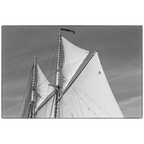 New England-Massachusetts-Cape Ann-Gloucester-Gloucester Schooner Festival-schooner sails Black Modern Wood Framed Art Print by Bibikow, Walter
