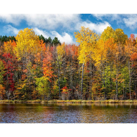USA-Michigan-Upper Peninsula-Munising Autumn trees at Thornton Lake Gold Ornate Wood Framed Art Print with Double Matting by Collins, Ann