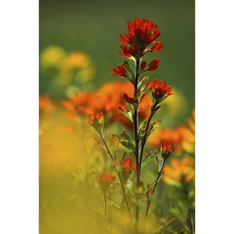 MI, Drummond Island, Red Indian paintbrush Black Modern Wood Framed Art Print by Carlson, Mark